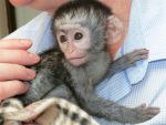 Na predaj zdravé opice kapucínky