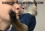 Prodám dvojčata kapucínských opic..,