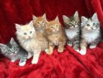 Priateľské mačiatka mainskej mývaliej mačky na adopciu
