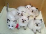 Mačiatka ragdoll na adopciu