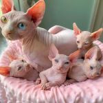 Mačiatka sphynx na adopciu.