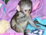 Predám kapucínske opice trénované na nočník máme kapucíny