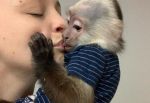 Na predaj nádherné opice kapucínky